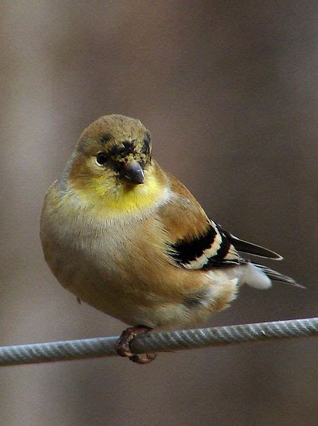 The Daily Bird New England American Goldfinch