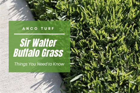 Sir Walter Buffalo Grass Things You Need To Know Anco Turf
