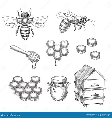 Honey Bee Sketch Set With Honeycomb With Hive Vector Illustration Cartoondealer