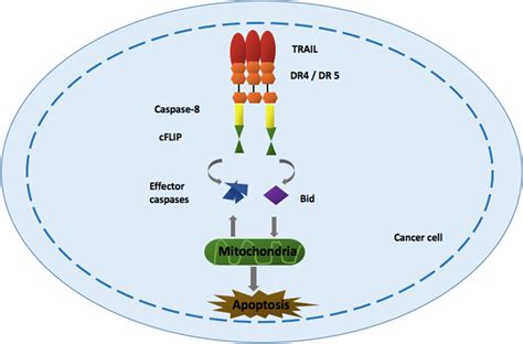 Mechanism Of Apoptotic Induction Of Cancer Cells By Tnf Related