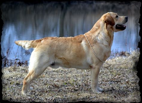 Golden retrievers are among america's most popular breeds. Startop Labradors Boys, Stud Dogs, Startop Labradors ...