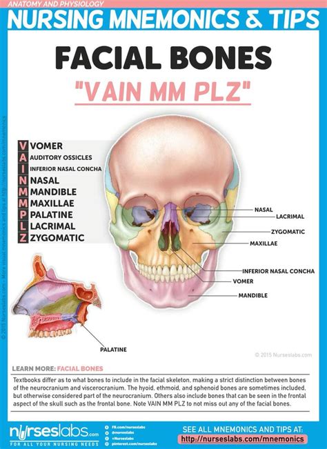 Want to learn more about it? Facial bones (With images) | Anatomy and physiology, Nursing mnemonics, Physiology