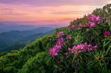 Large Pink Flowers Blossom From A Green Shrub On The Side Of A Mountain
