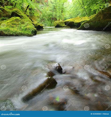 View To Mountain Stream Below Fresh Green Trees Water Level Makes