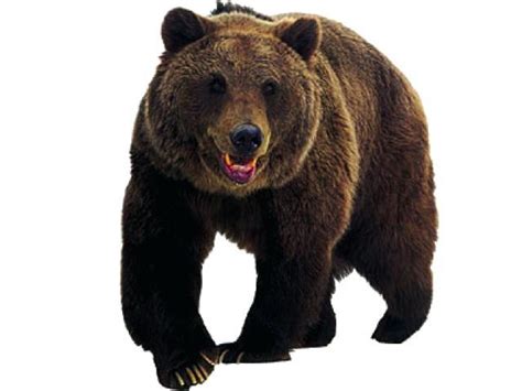 Bear Clipart Realistic And Other Clipart Images On Cliparts Pub™