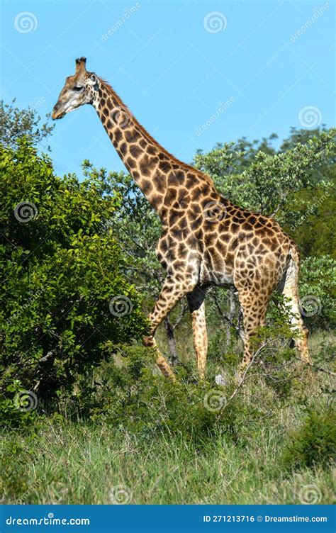 Giraffe Of The Kruger National Park On South Africa Stock Photo Image Of Animal National
