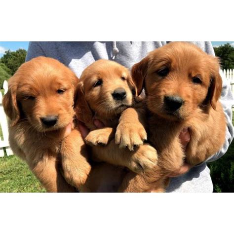 Akc, ofa, and genetic clearances at liberty golden retrievers 6 beautiful, deep red golden retriever puppies available ...