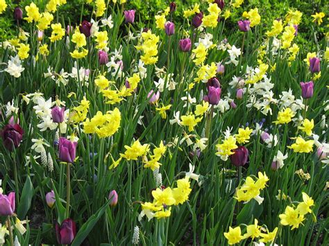 Inspiration For Your Spring Garden Tulips Go Casual Longfield Gardens