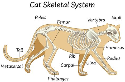 They are one of the most popular pets in the world. Anatomy of a cat skeletal system design - Download Free Vectors, Clipart Graphics & Vector Art