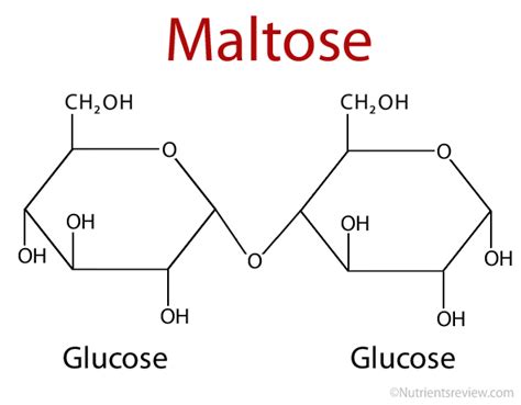 Molecular Structure Of Maltose