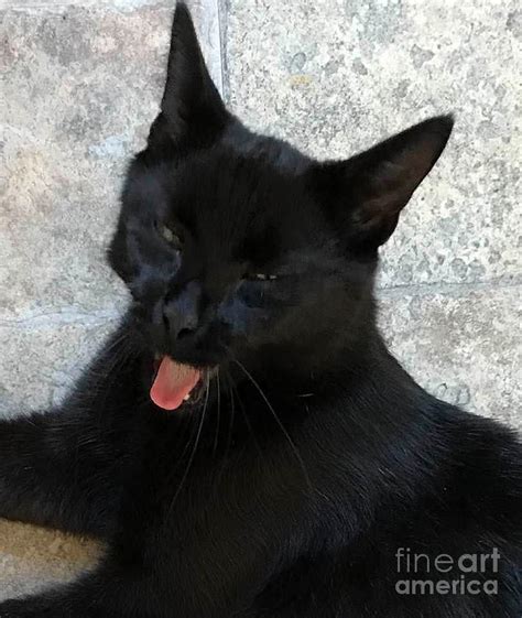 Silly Black Cat Photograph By Sandy Deluca Fine Art America