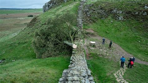 Sycamore Gap Tree At Hadrians Wall Cut Down By Vandals Bbc News