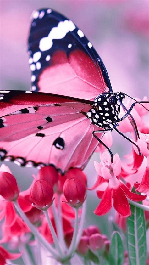77 Pink Phone Wallpapers On Wallpaperplay Butterfly Wallpaper Iphone
