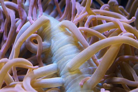 Sea Anemone Physical Description