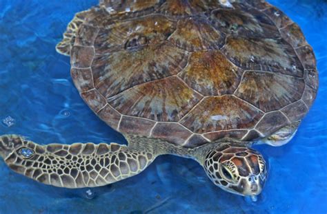 Three Species Of Rescued Sea Turtles Outdoor Devil
