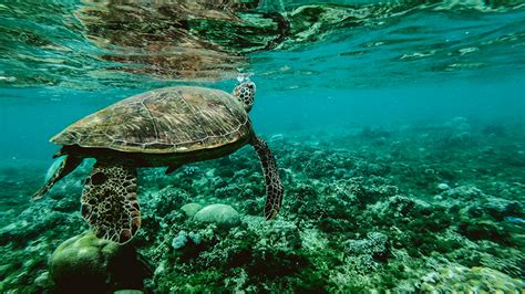 Brazil Surpasses 2020 Biodiversity Targets With New Marine Protected