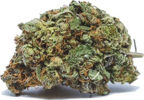 Purple Kush Cannabis Review Ultimate Guide