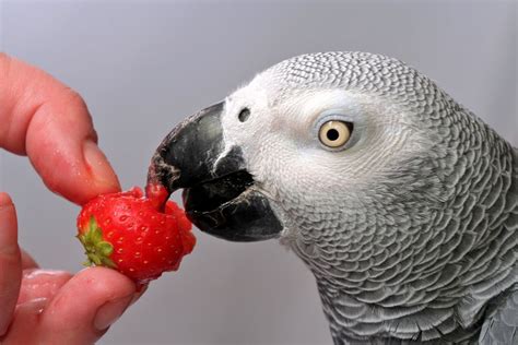 An African Grey Enjoying One Of His Favourite Foods Pet Birds
