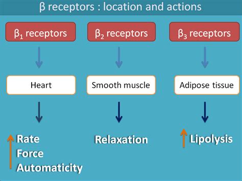 Location And Action Of Beta Receptors Cardiac Disorder