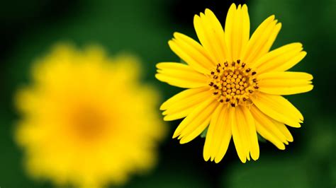 Yellow Flower Wallpaper 1920x1080 42582