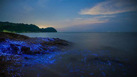 Sea Fireflies Bing Wallpaper Download