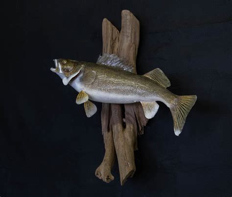 Fish Mounts Advanced Taxidermy