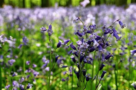 Top 5 Places To See Bluebell Woods In England Wanderingkiwi