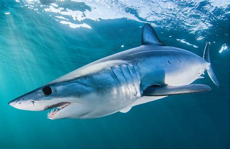 Shortfin Mako Sharks Speeding To The Brink Science