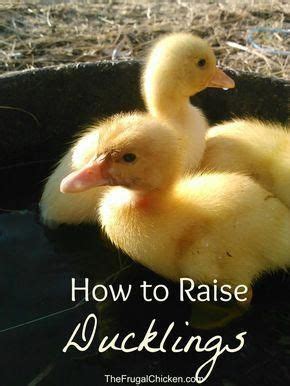 They will modify the cell of a. How to raise ducklings from FrugalChicken. An introduction ...