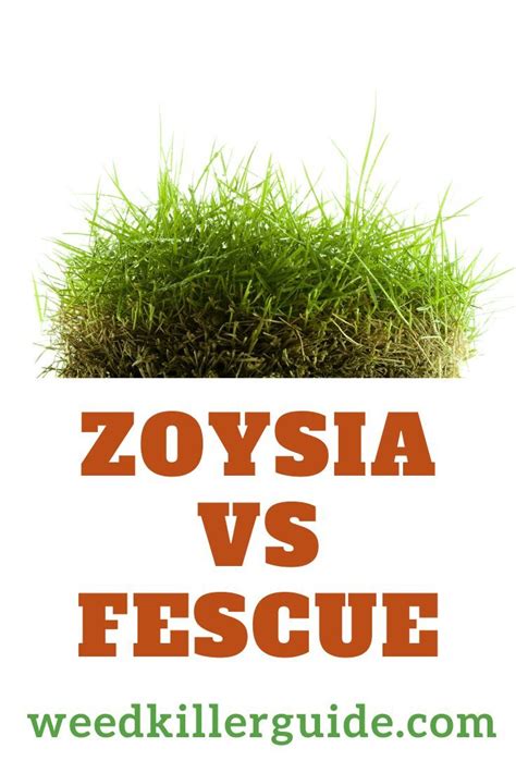 Remember to use selective herbicides to ensure not to kill another type of grass in your turf. Zoysia vs Fescue - Which Is Better in 2020? in 2020 | Grass care, Fescue grass lawn, Fescue