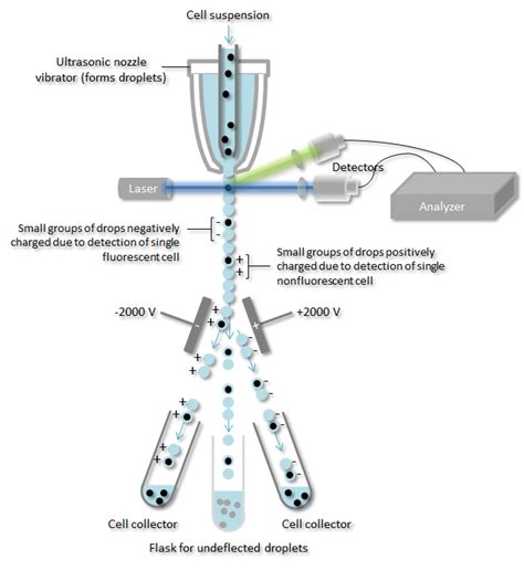 ¿cómo Funciona La Citometría De Flujo Nanocellect Arquidia Mantina