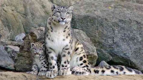 33 Interesting Facts About Snow Leopards