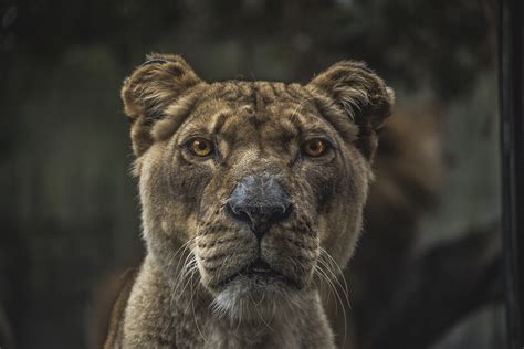 Free Photo Lion Animal Fierce Maneater Free Download Jooinn
