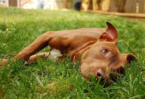 Grande perche de bois qui forme le manche d une pelle à feu dans les salines. 18 Pit Bull Facts Everyone Should Know