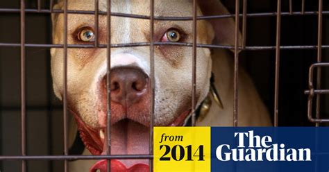 Grand Jury Indicts 22 People In Multistate Dog Fighting Ring Maryland