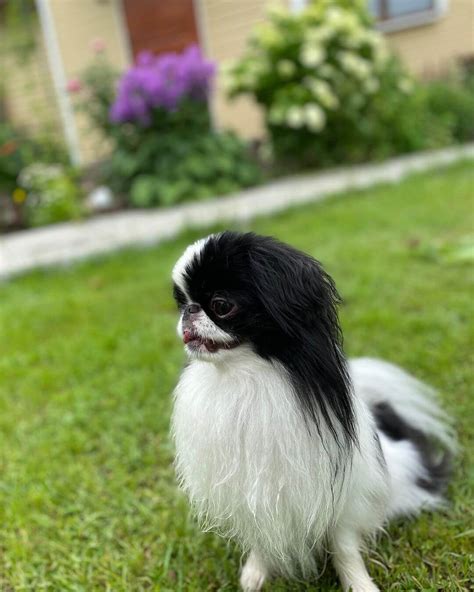 15 Interesting Facts About Japanese Chin The Dogman