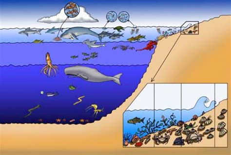 Marine Ecosystem Diagram