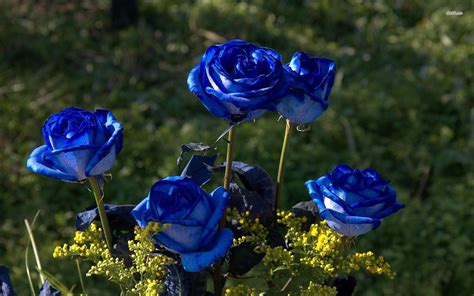 Blue Roses Wallpapers 64 Background Pictures