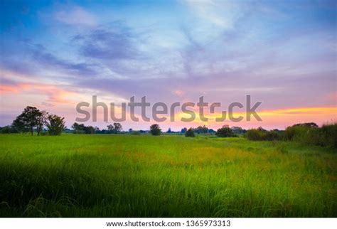 Paddy Fields Evening Beautiful Golden Sky Stock Photo Edit Now 1365973313