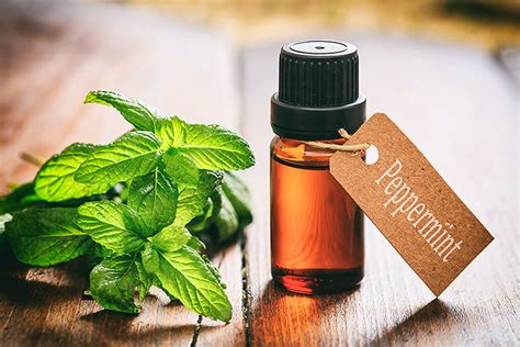 All About The Benefits And Uses Of Peppermint Oil For Skin Hair And Health