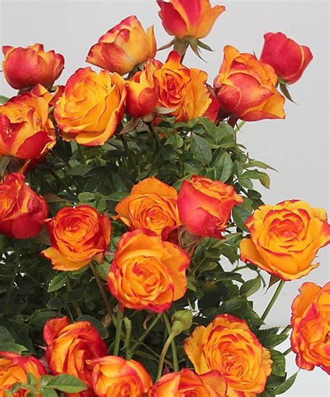 Take A Look At This Cottage Farms Direct Live Fireworks Mini Rose