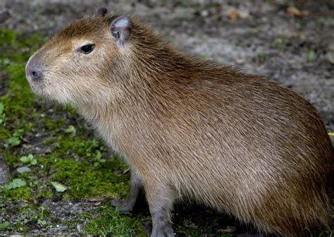 0 a more b over c extra d further. Can You Have A Capybara As A Pet In Michigan