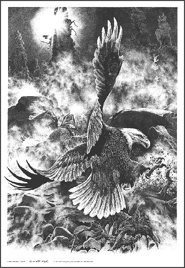 Bill Oneill Art Prints Timberline Bald Eagle