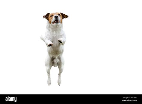 Dog Jumping Up Hi Res Stock Photography And Images Alamy