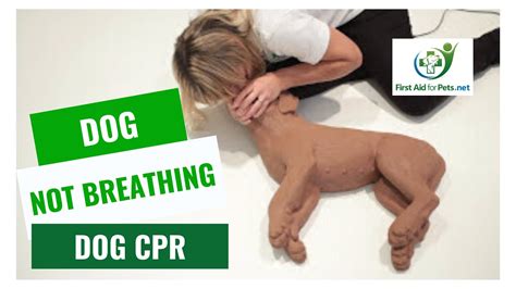 Dog Cpr How To Resuscitate Your Pet First Aid For Pets Youtube