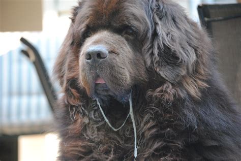Today Is National Slobber Appreciation Day - mybrownnewfies.com