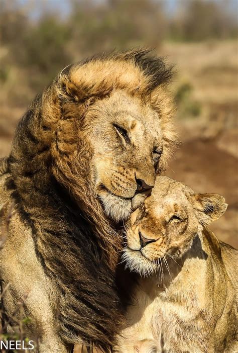 Lion Couples