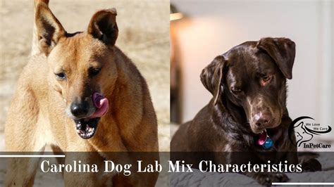 Carolina Dog Lab Mix A Complete Guide With Pictures
