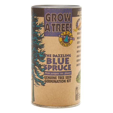 Colorado Blue Spruce Tree Seed Grow Kit The Jonsteen Company