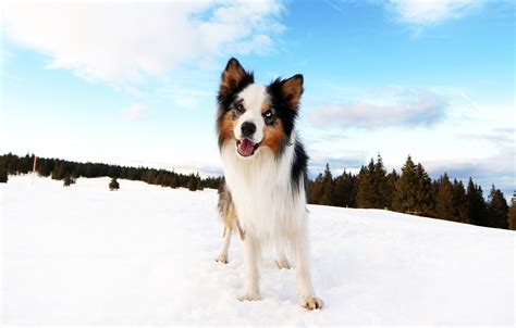Wallpaper Winter Forest Clouds Snow Blue Dog Puppy The Border